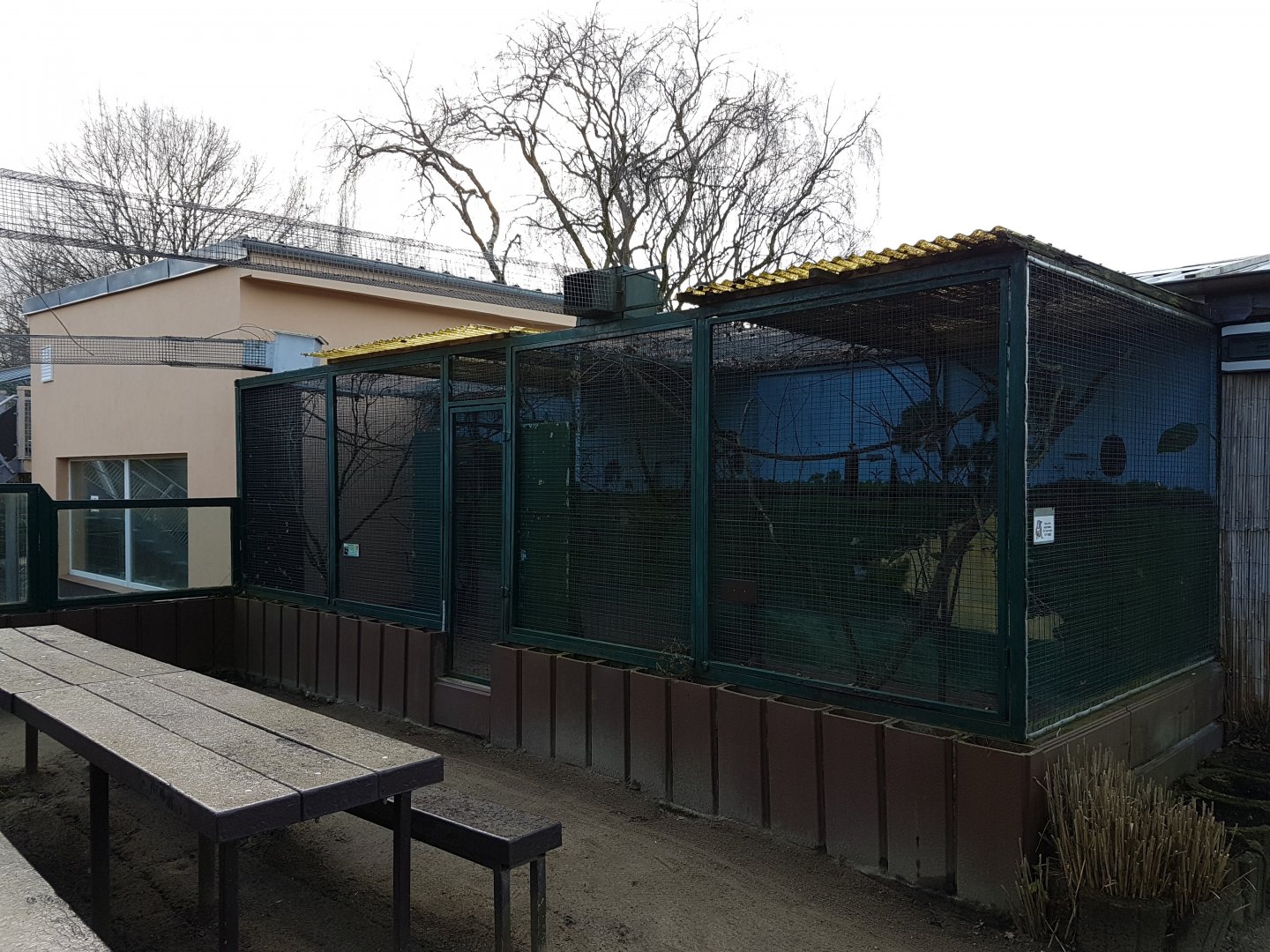 Outdoor-enclosure Red-bellied tamarin