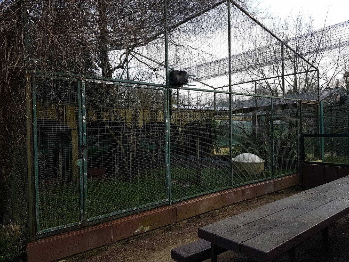 Outdoor-enclosure Red-bellied tamarin