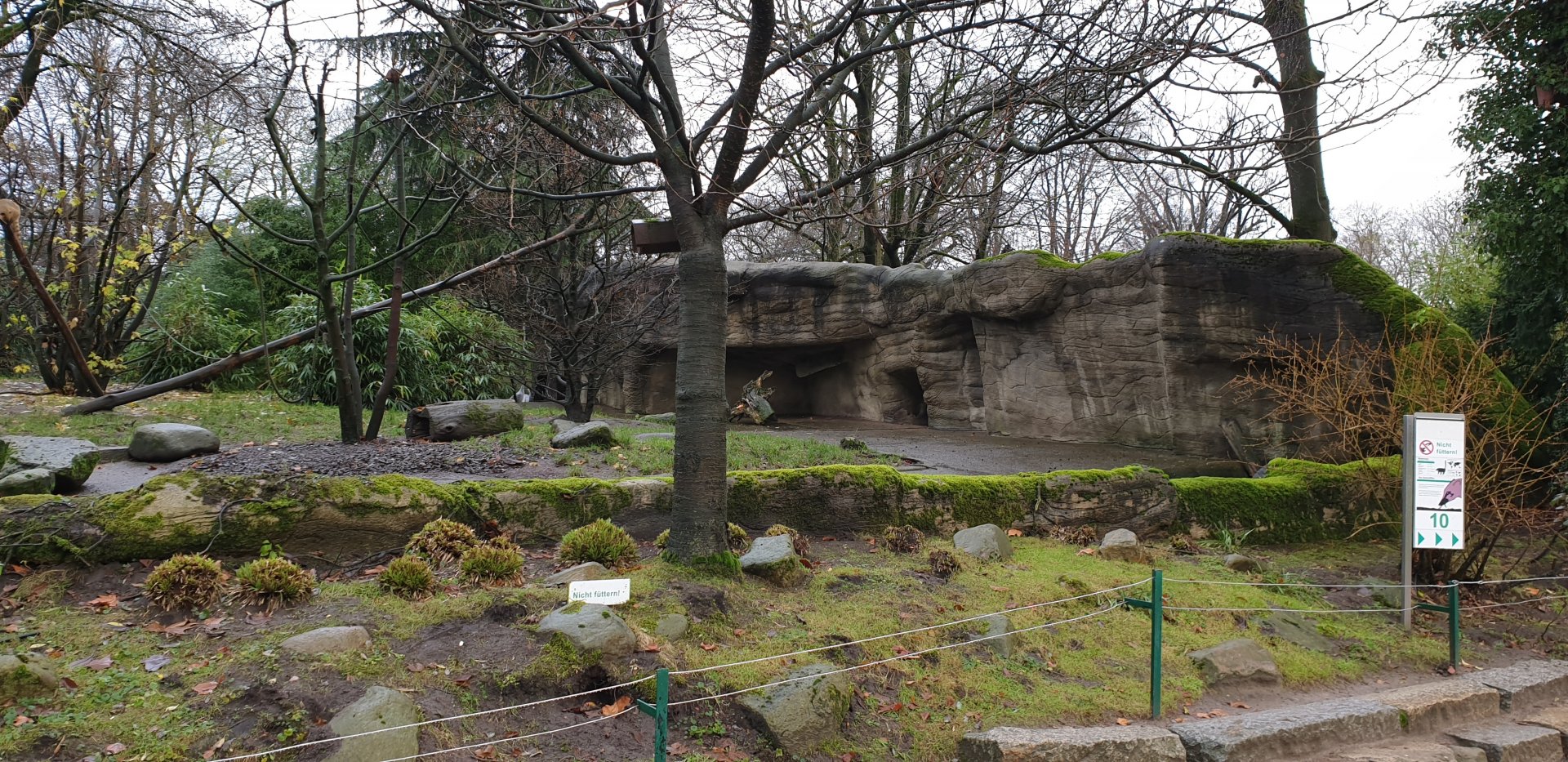 Outdoor-enclosure Ring-tailed coati