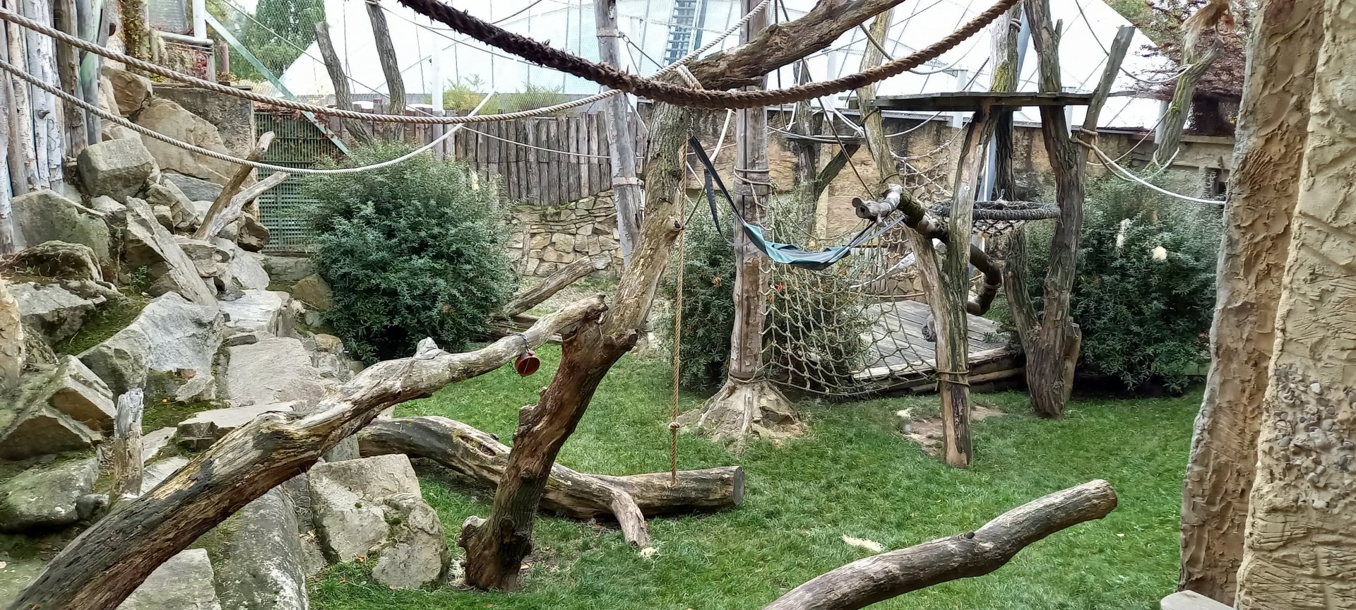 Outdoor-enclosure Sumatran orangutan