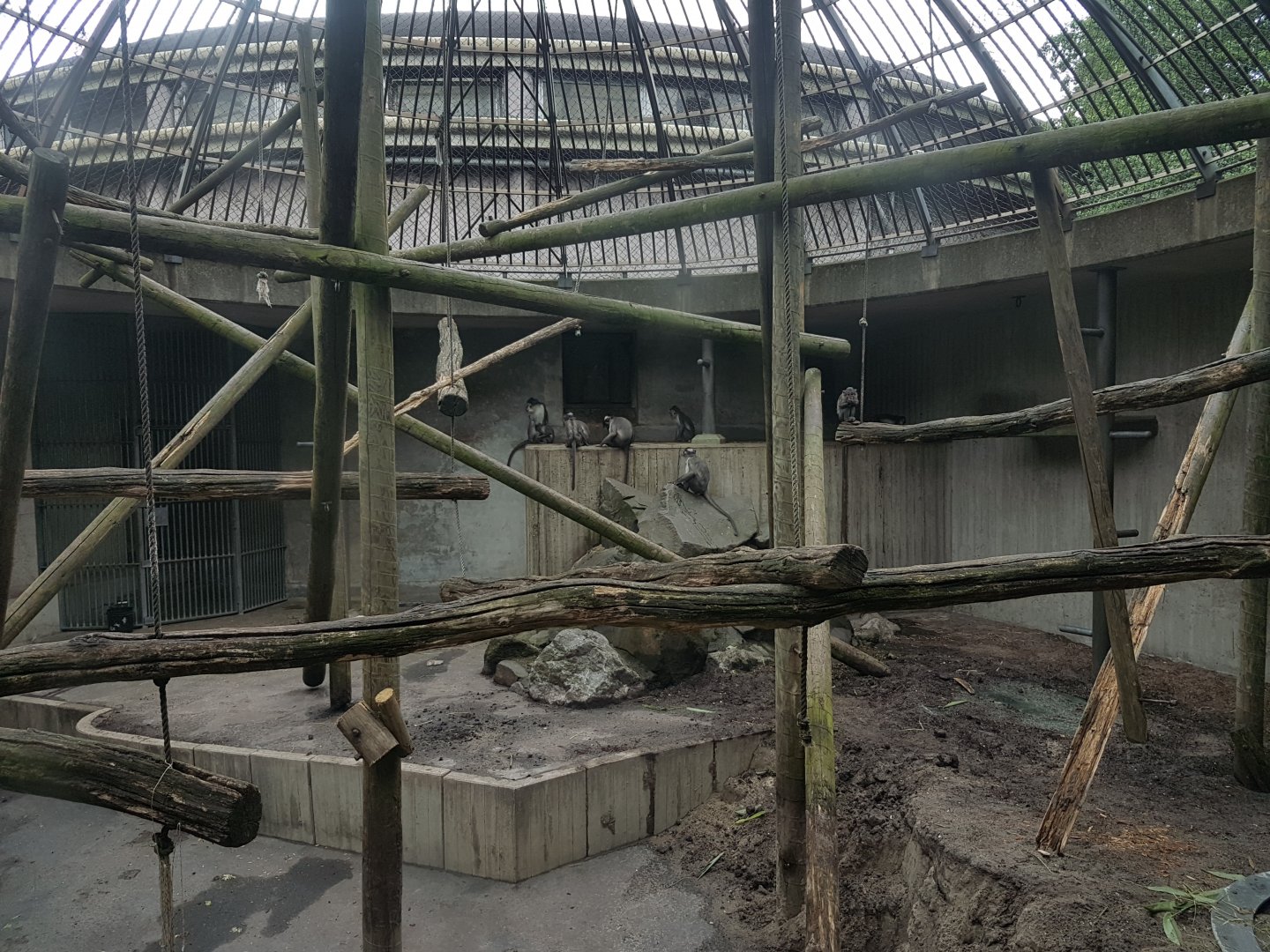 Outdoor-enclosure White-naped mangabey