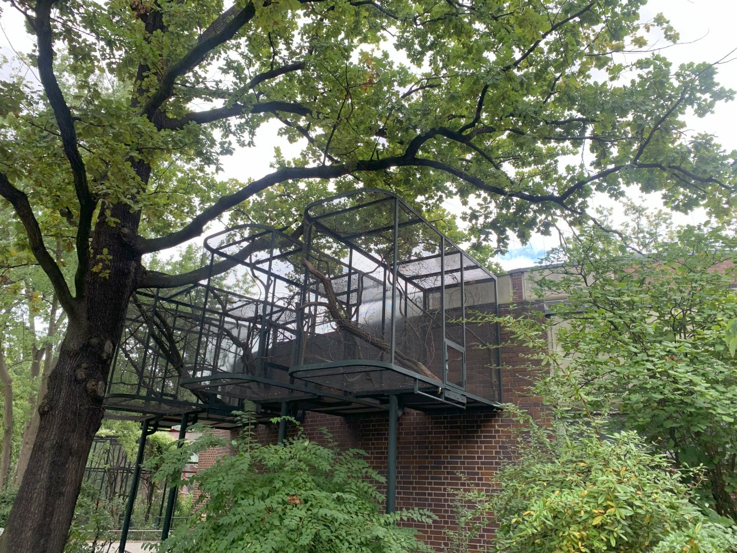 Outdoor enclosures for Eastern Pygmy Marmoset