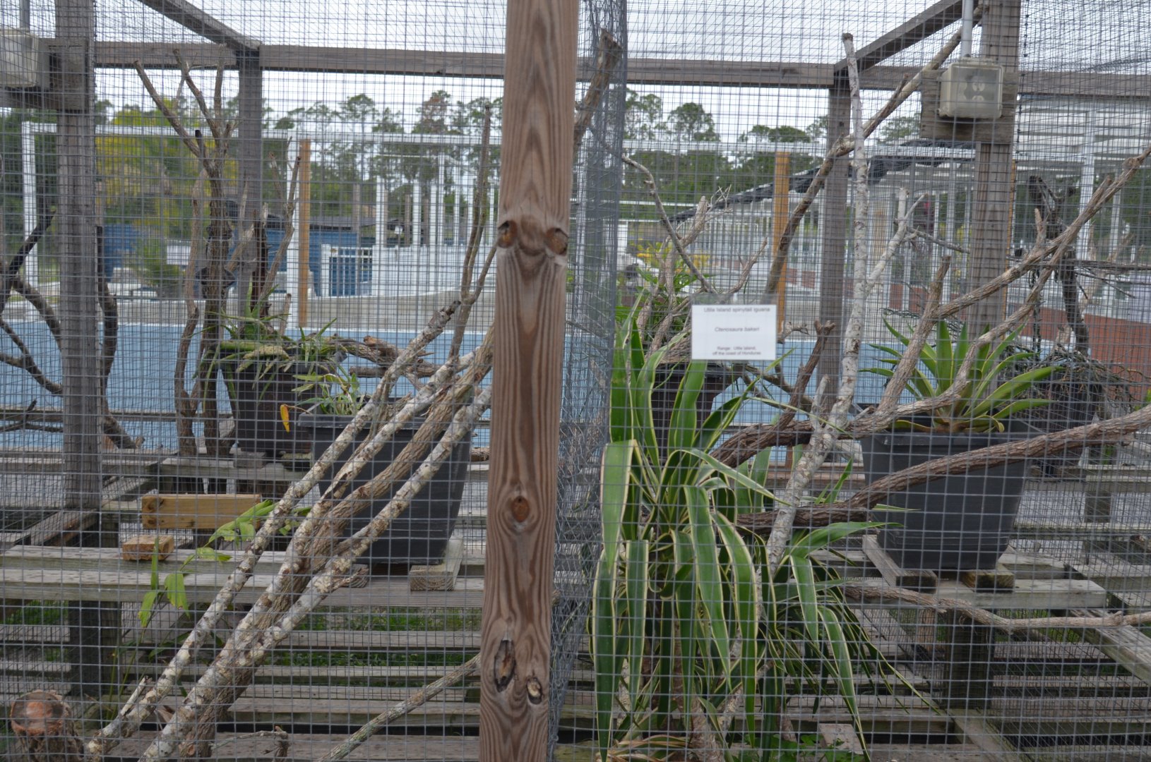 Outdoor Enclosures for Iguanas