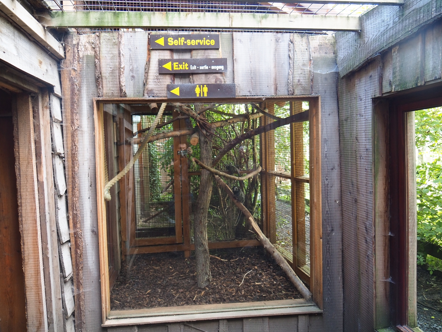 Outdoor exhibit common marmoset