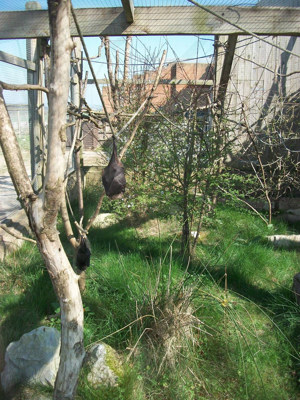 Outdoor exhibit for Rodrigues Fruit Bats 30th March 2012