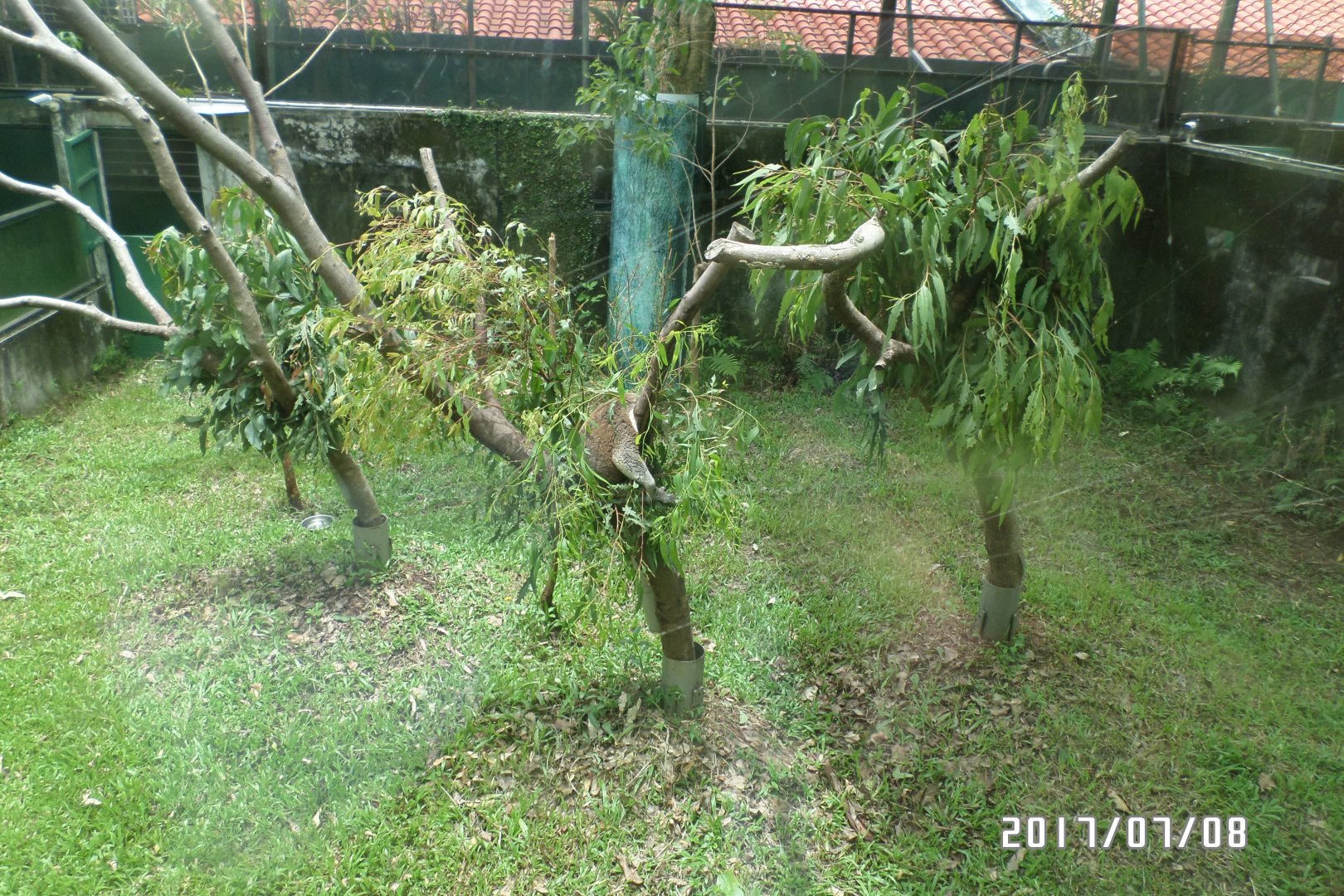 Outdoor exhibit of the koala house