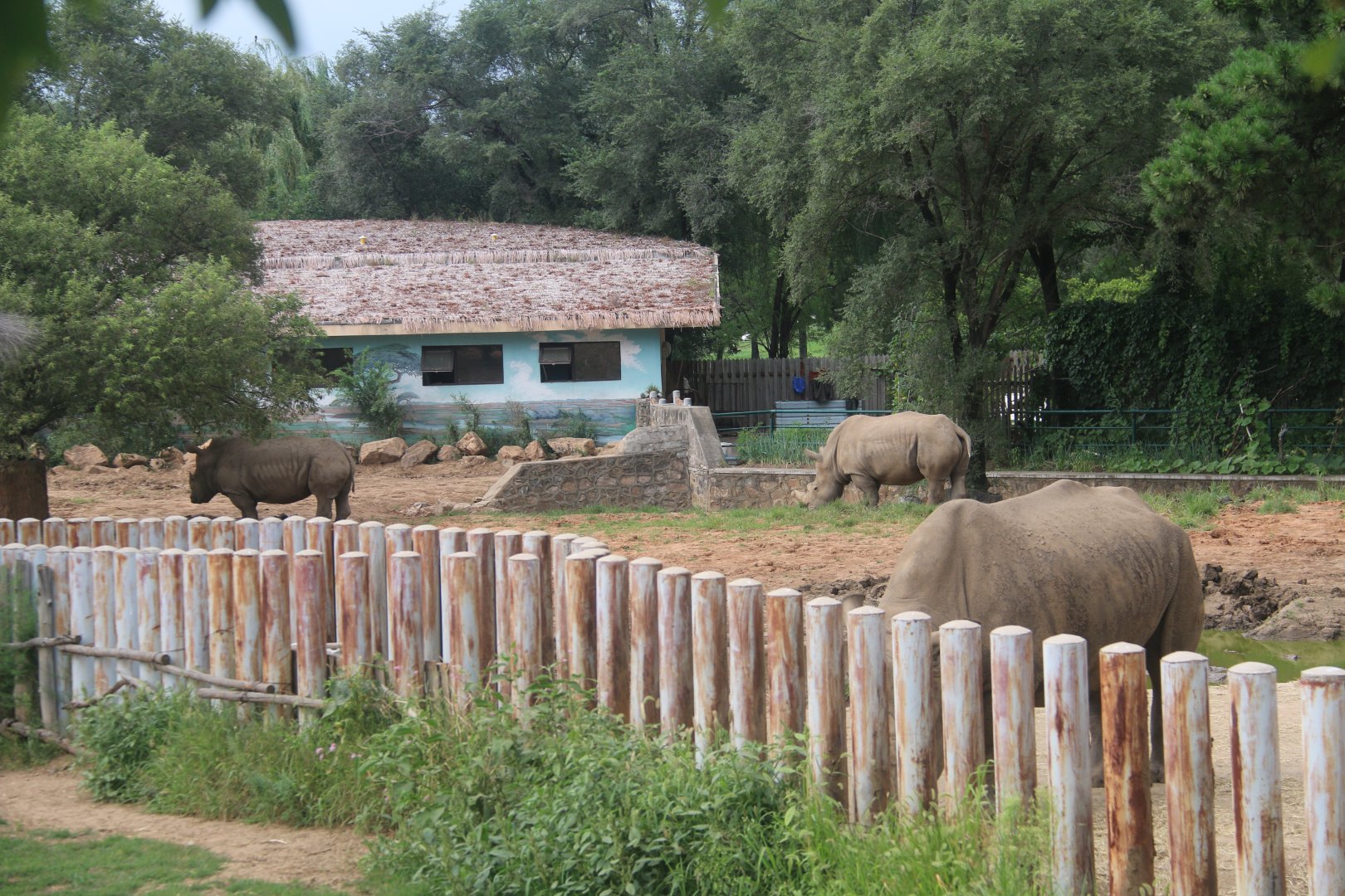 Outdoor exhibit of white rhinos