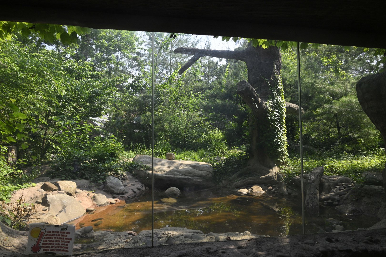 Outdoor Exhibits - Amur Leopard Exhibit