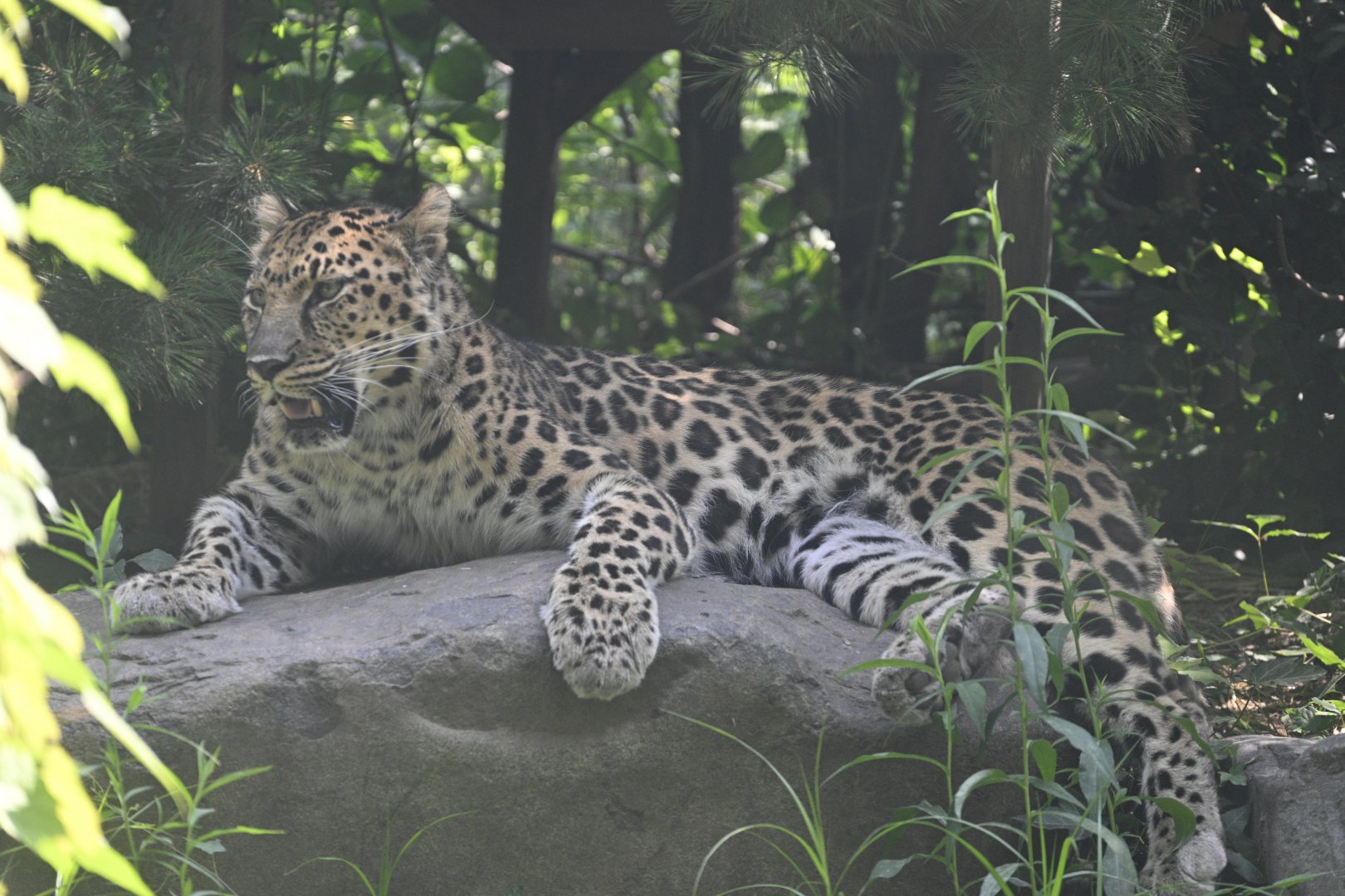 Outdoor Exhibits - Amur Leopard (Panthera pardus orientalis)