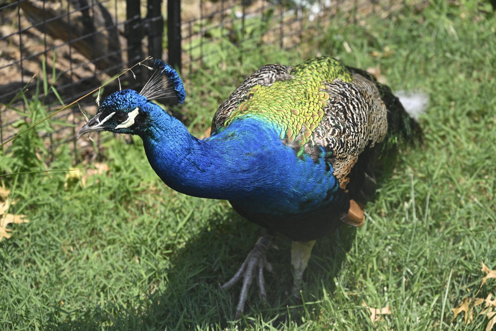 Outdoor Exhibits - Indian Peafowl (Pavo cristatus)