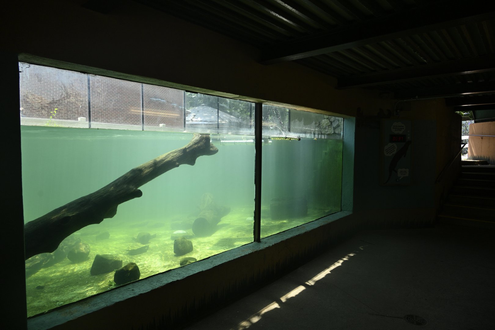 Outdoor Exhibits - North American River Otter Exhibit Underwater Viewing
