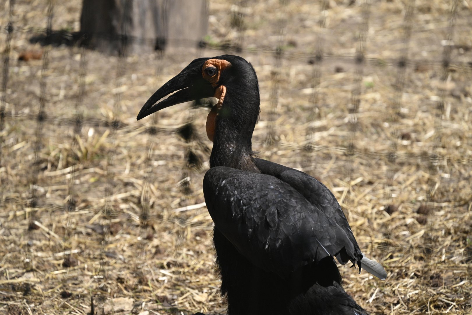 Outdoor Exhibits - Southern Ground Hornbill (Bucorvus leadbeateri)