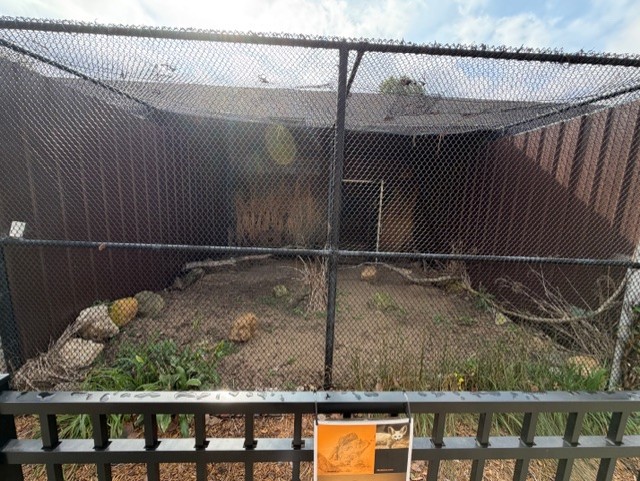 outdoor fennec fox enclosure
