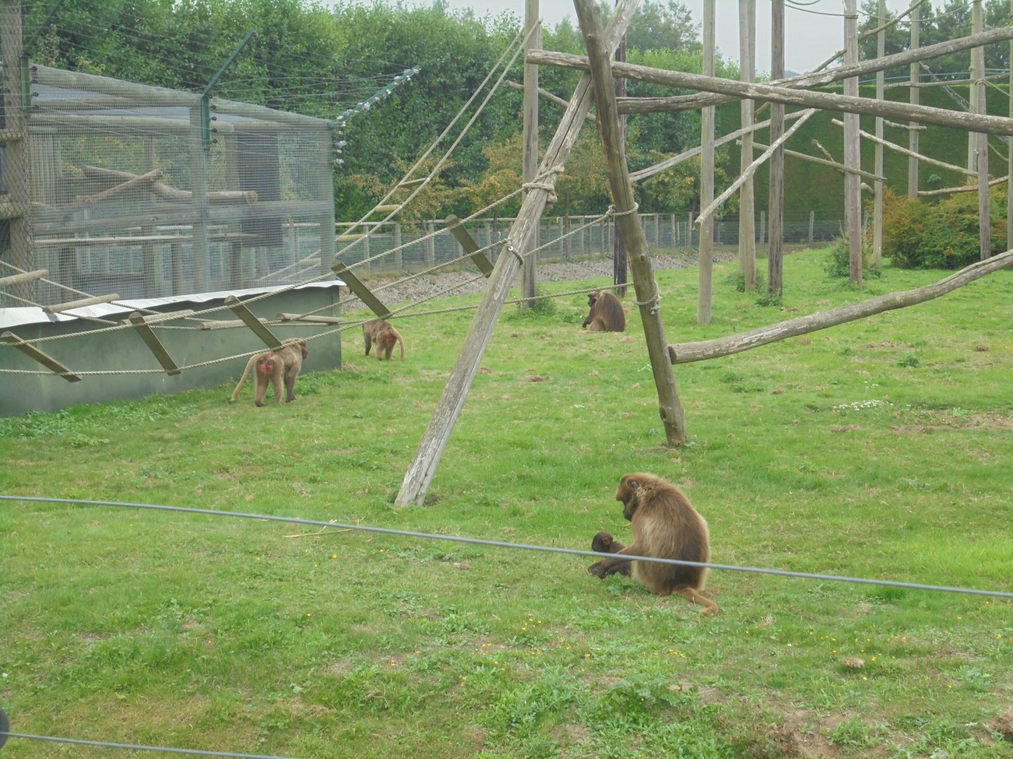 Outdoor Geladas, mother with baby in fg.