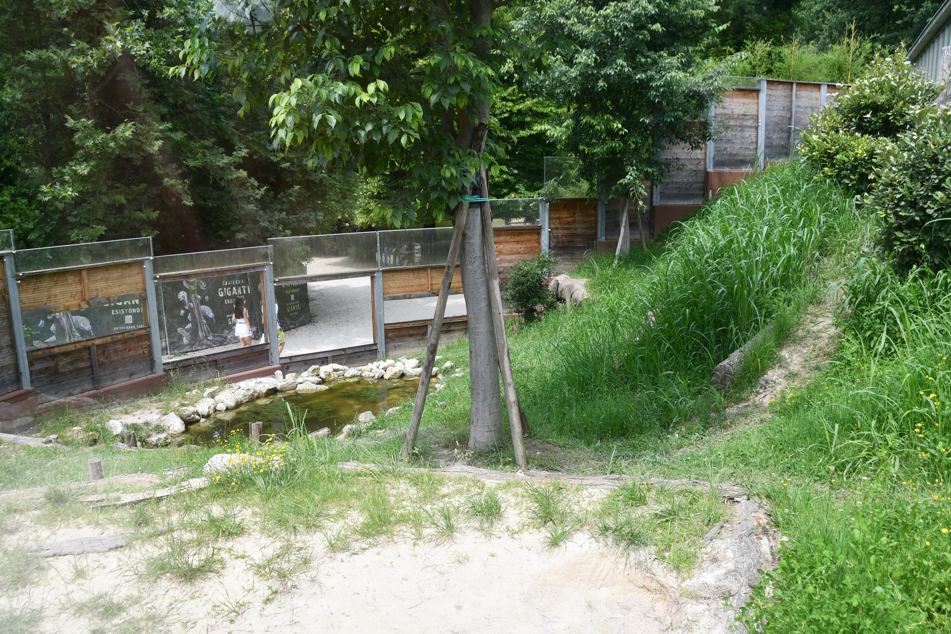 outdoor Giant Otter exhibit