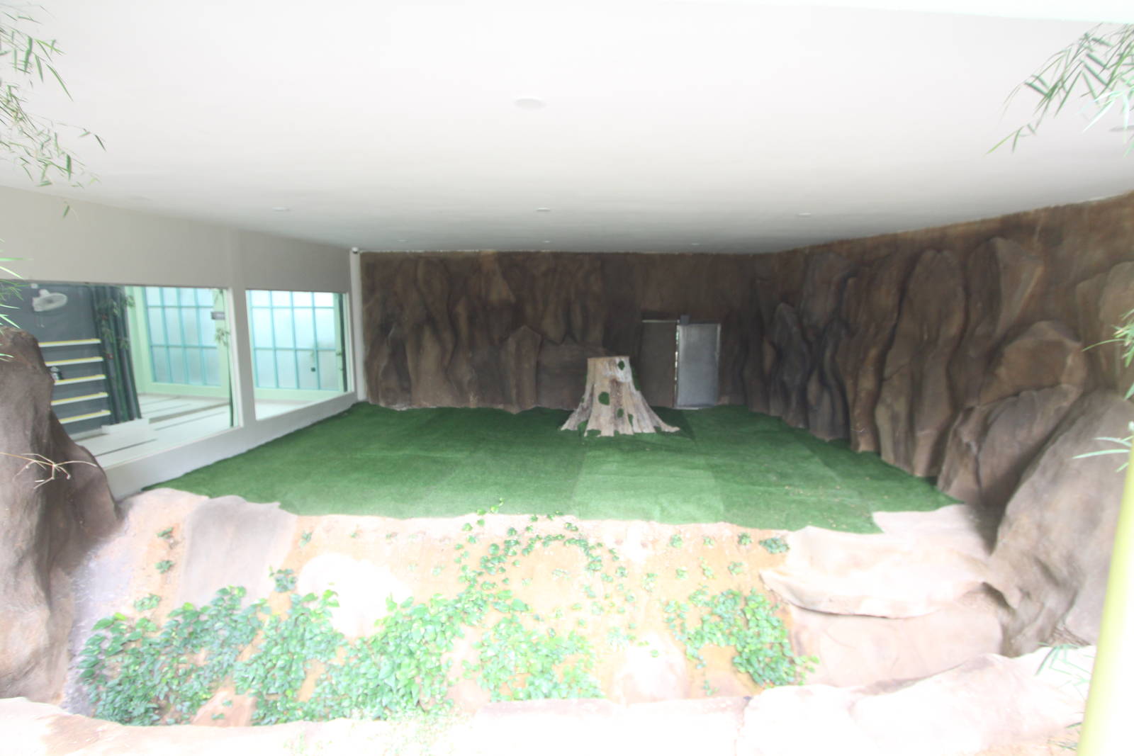 Outdoor giant panda exhibit