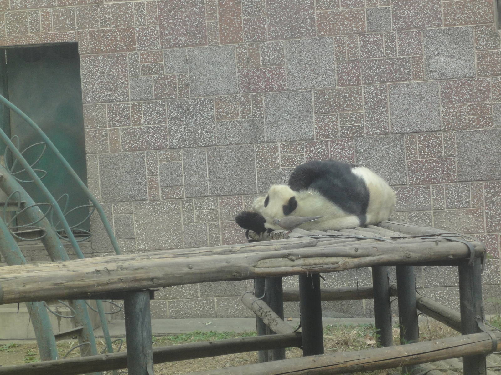 Outdoor Giant Panda