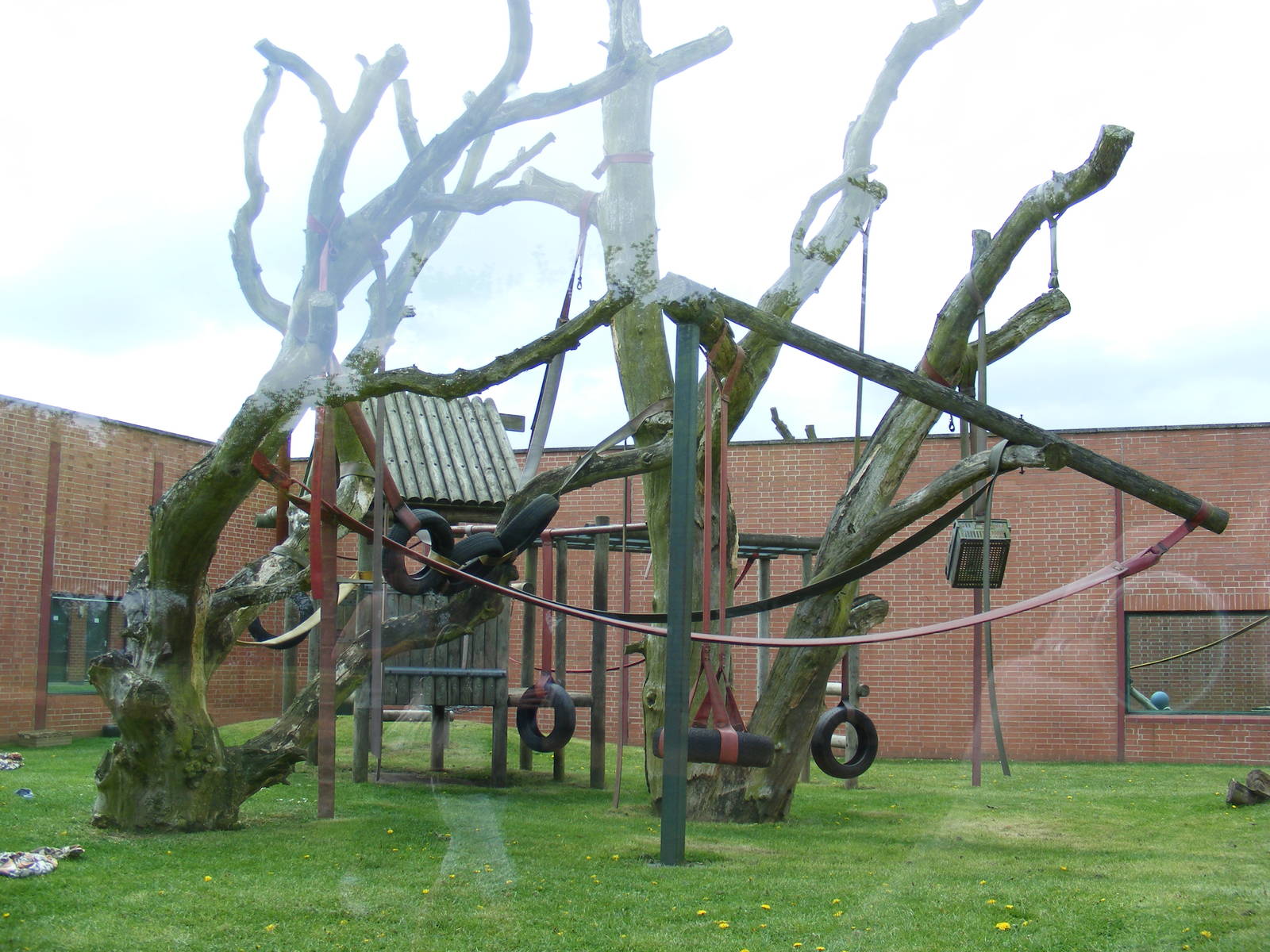 Outdoor gorilla area 2 May 2009