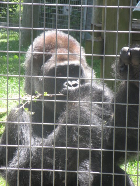 Outdoor Gorilla-Charles (Silverback)