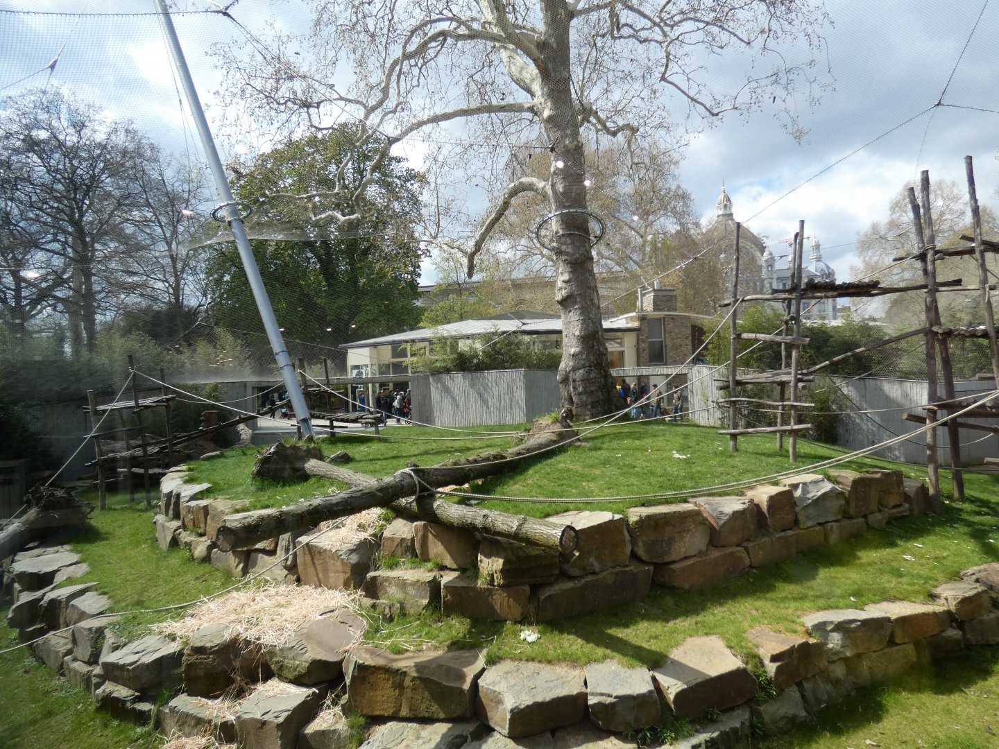 Outdoor Gorilla enclosure