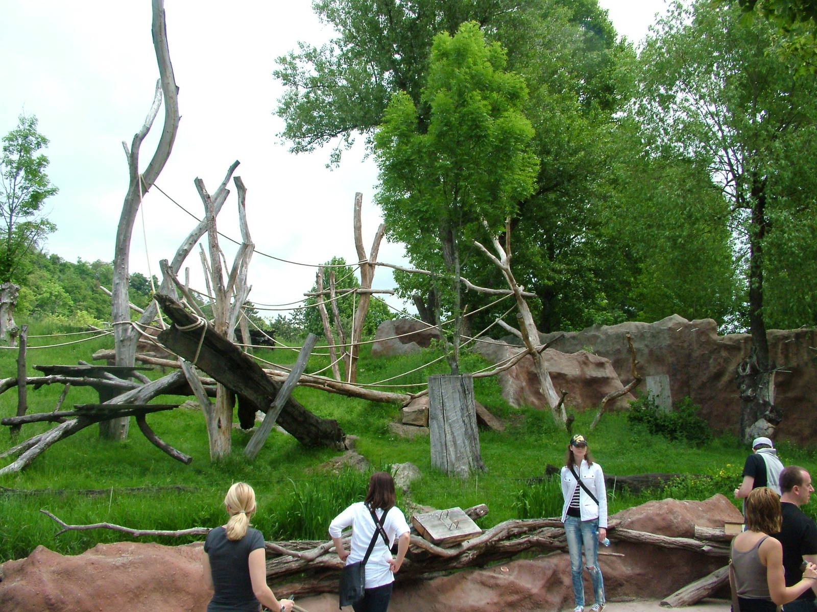 Outdoor Gorilla exhibit at Prague, 24/05/10