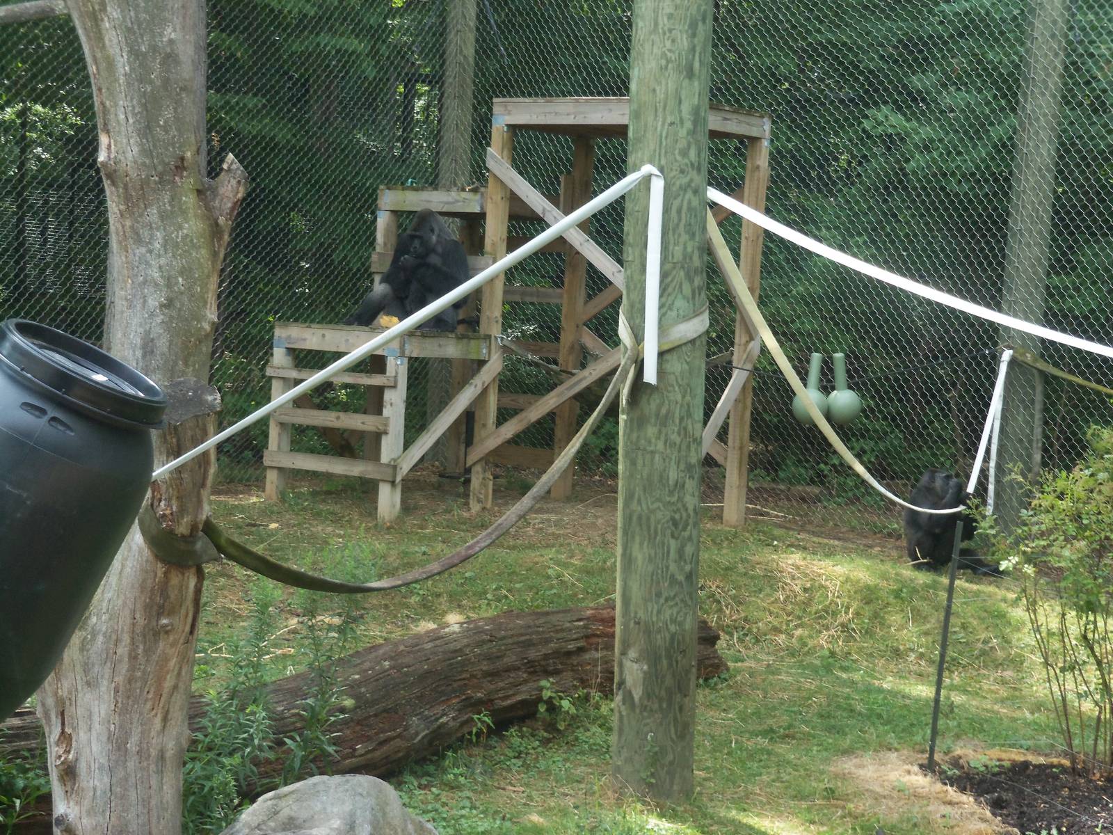 Outdoor Gorilla Exhibit