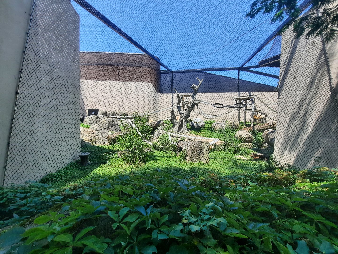 Outdoor Gorilla Exhibit