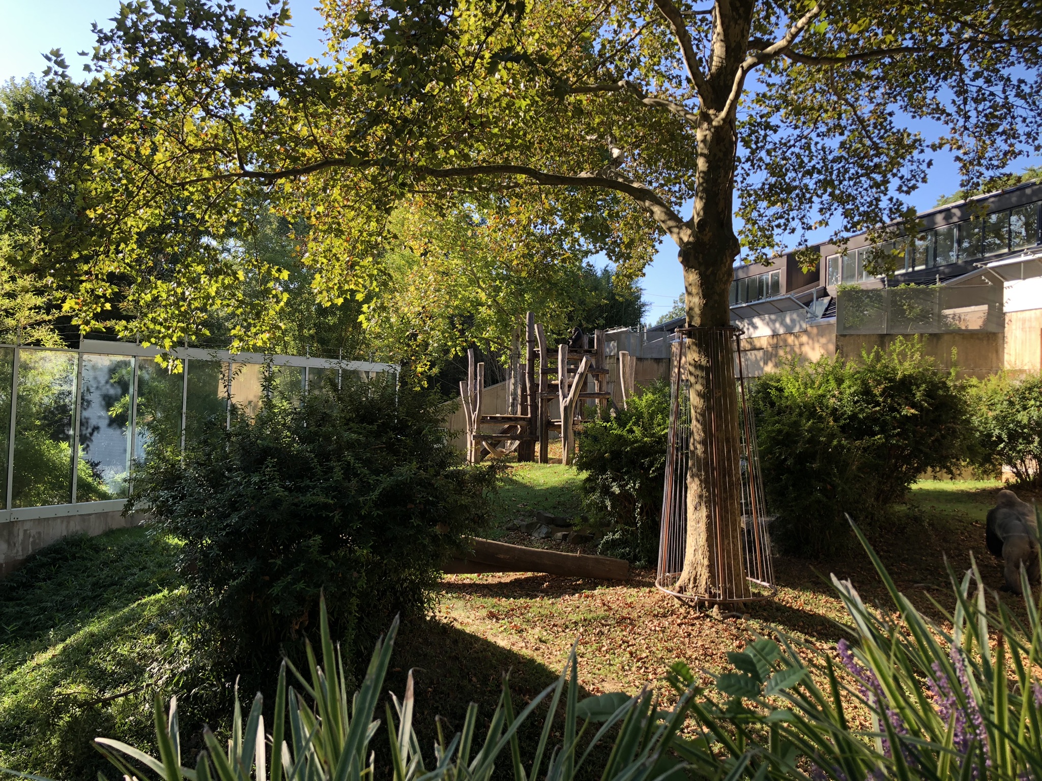 Outdoor Gorilla exhibit