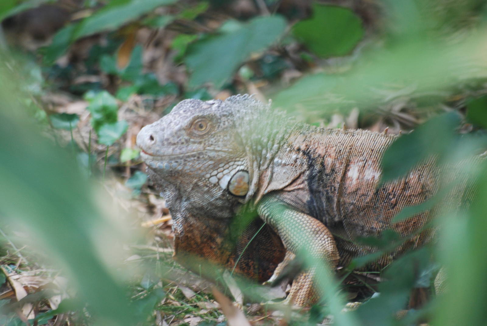 Outdoor green iguana