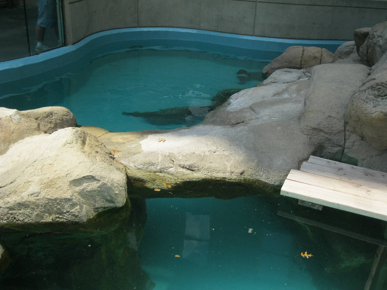 Outdoor Harbor Seal Exhibit