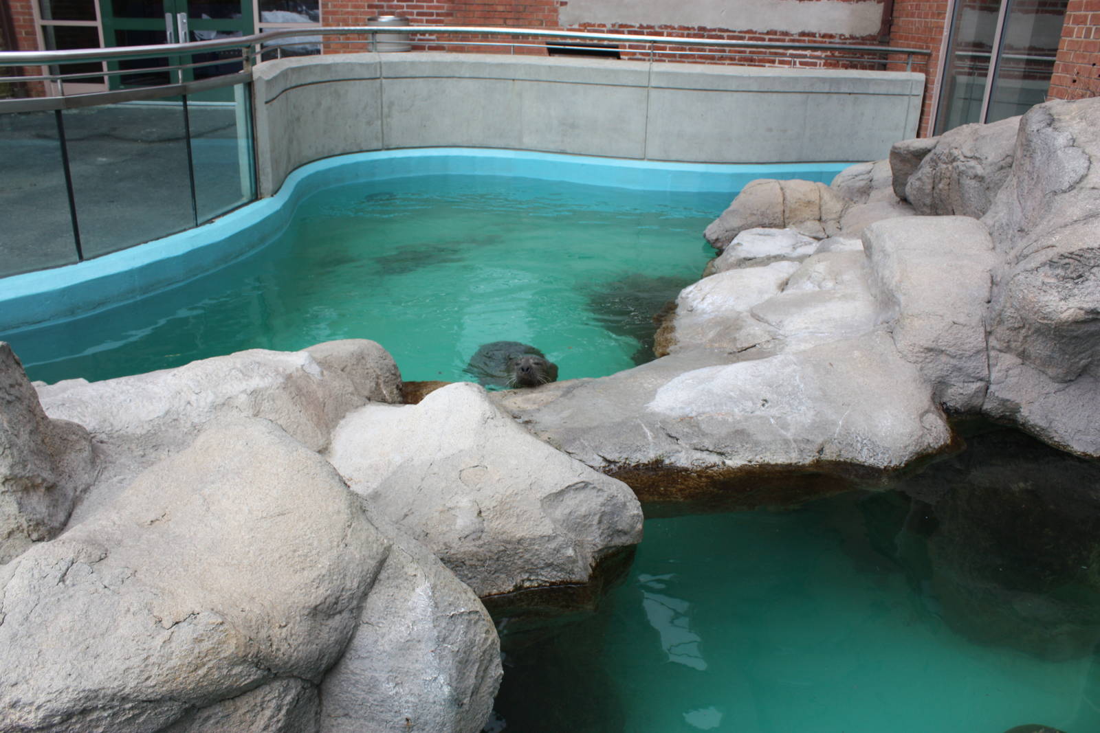 Outdoor Harbor Seal Pool