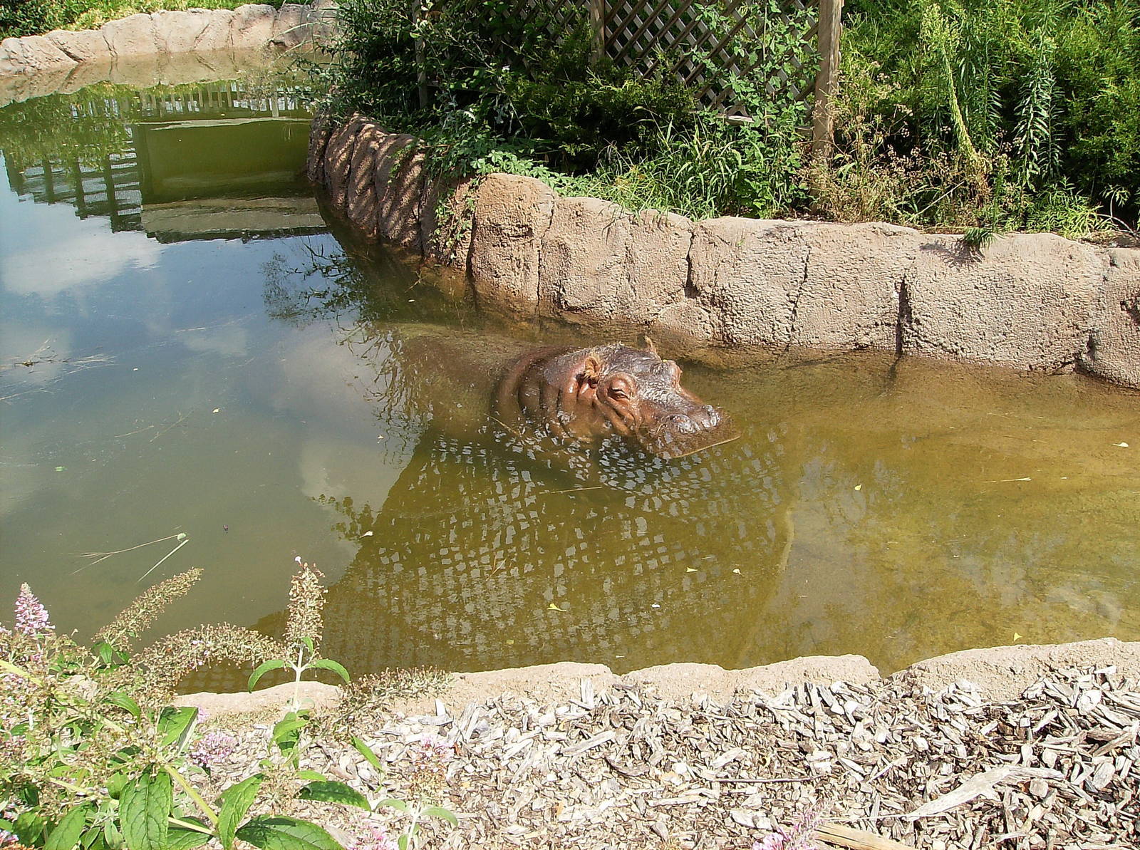 Outdoor Hippo enclosure