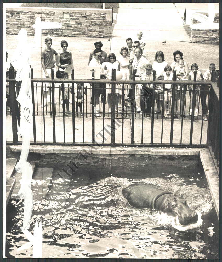 Outdoor hippo pool 1962