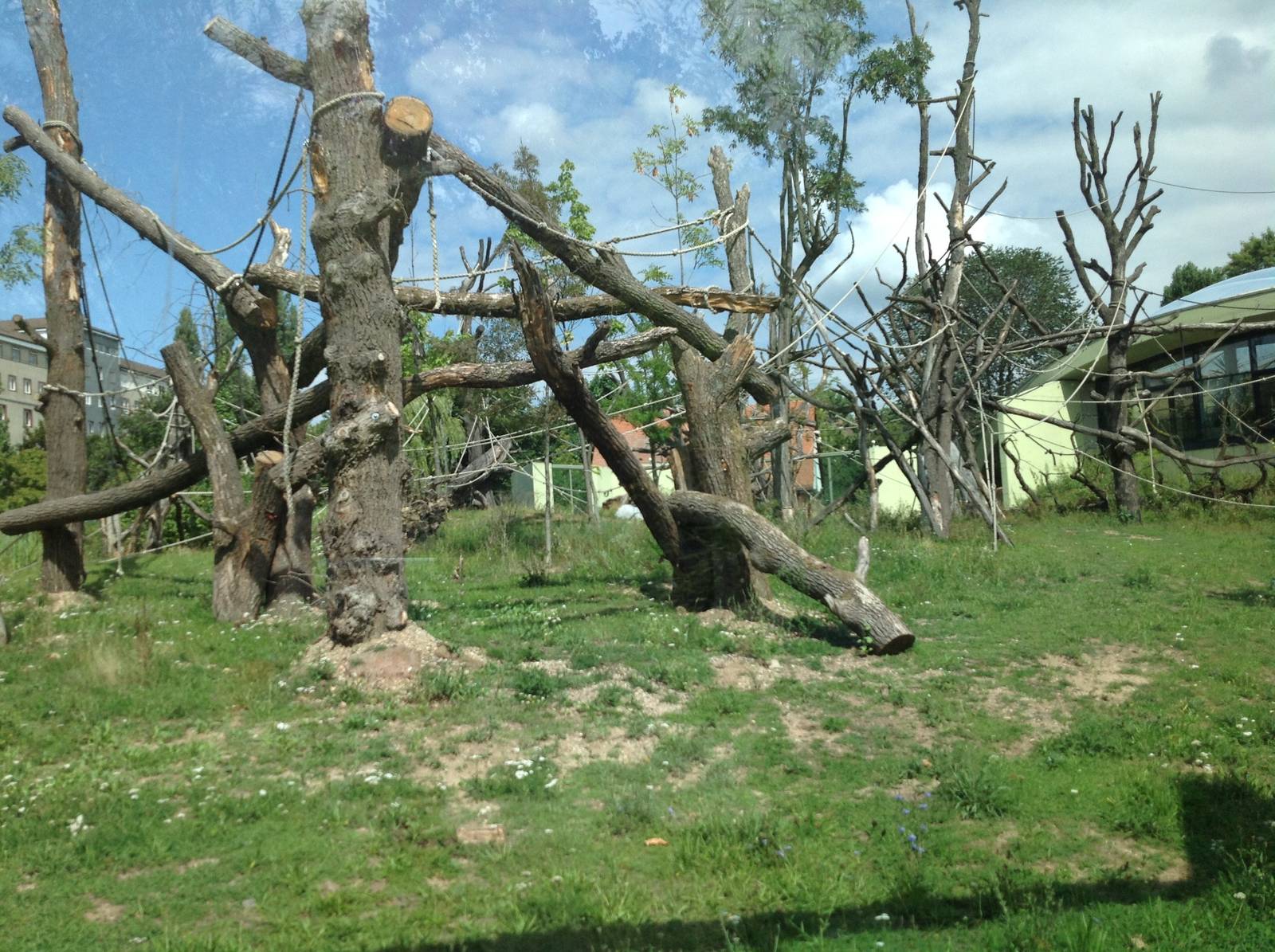 Outdoor huge Gorilla exhibit