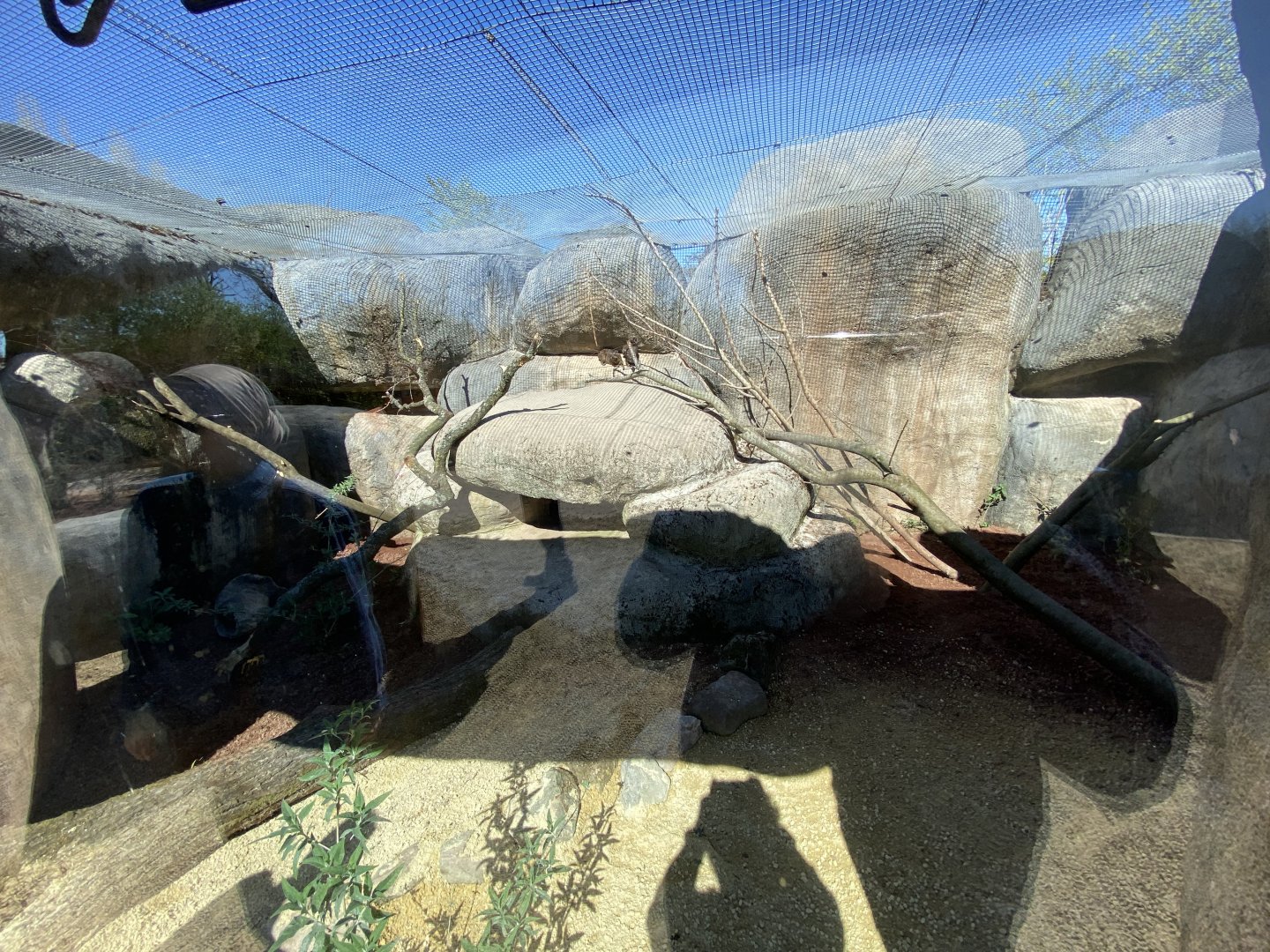 Outdoor hyrax enclosure