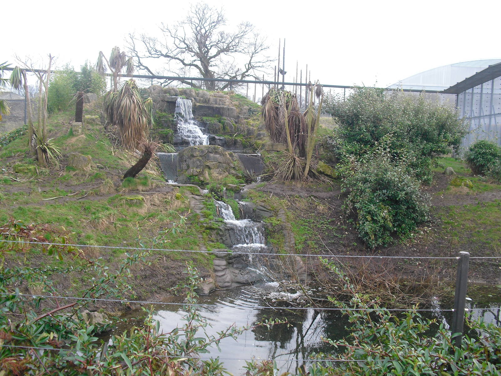 Outdoor Jaguar Enclosure - 06/09/2011