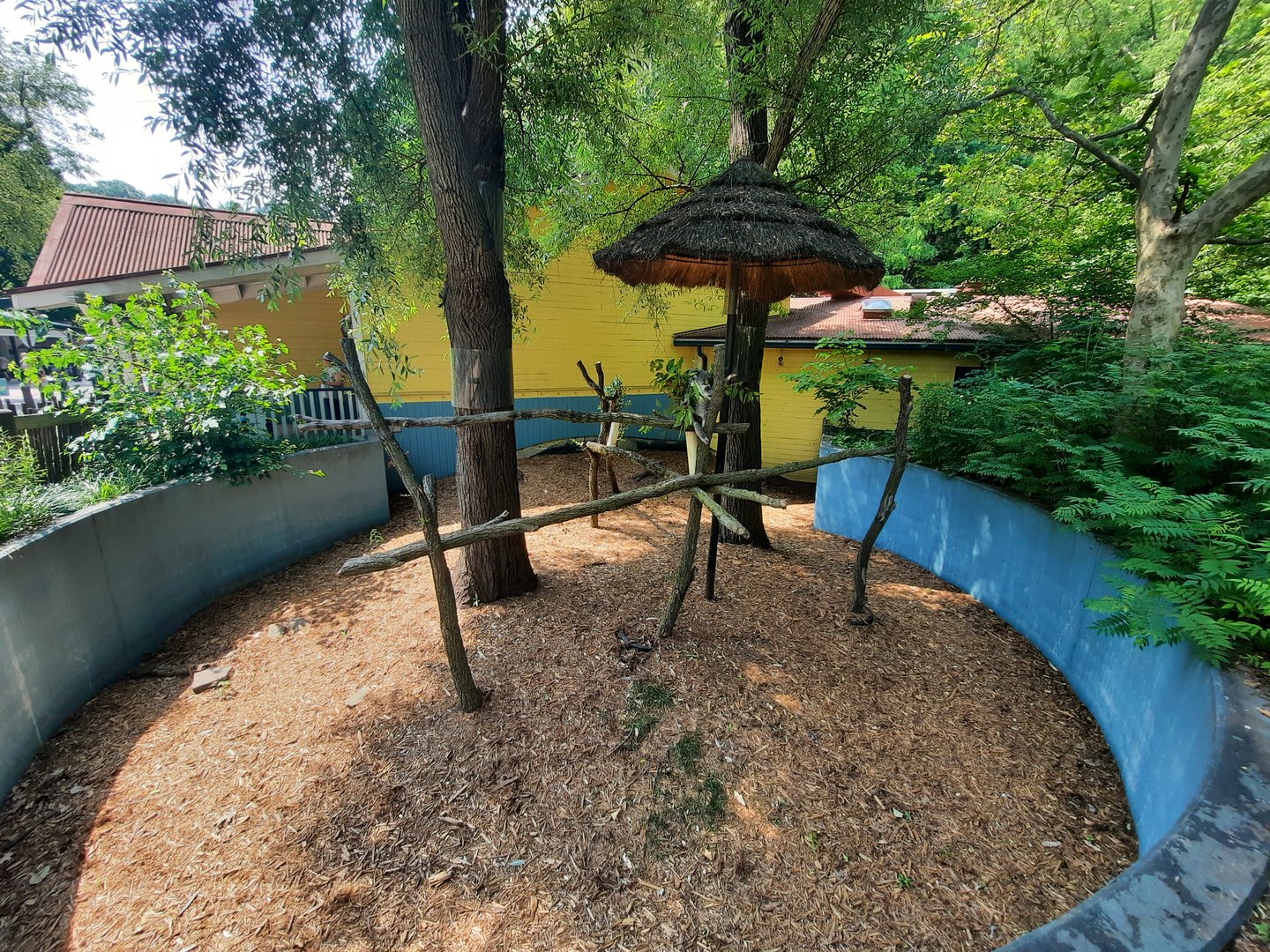 Outdoor Koala Habitat