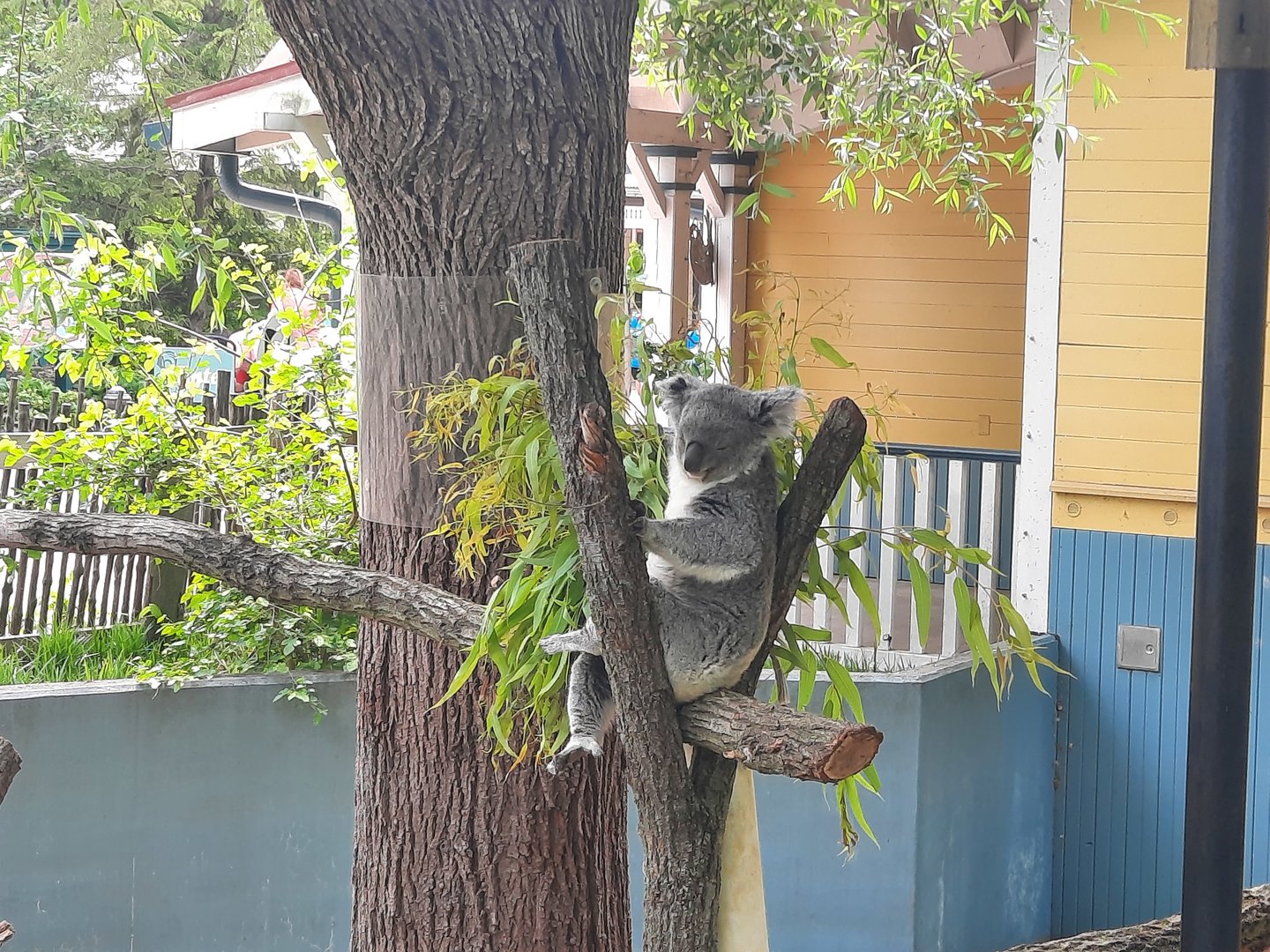 Outdoor Koala