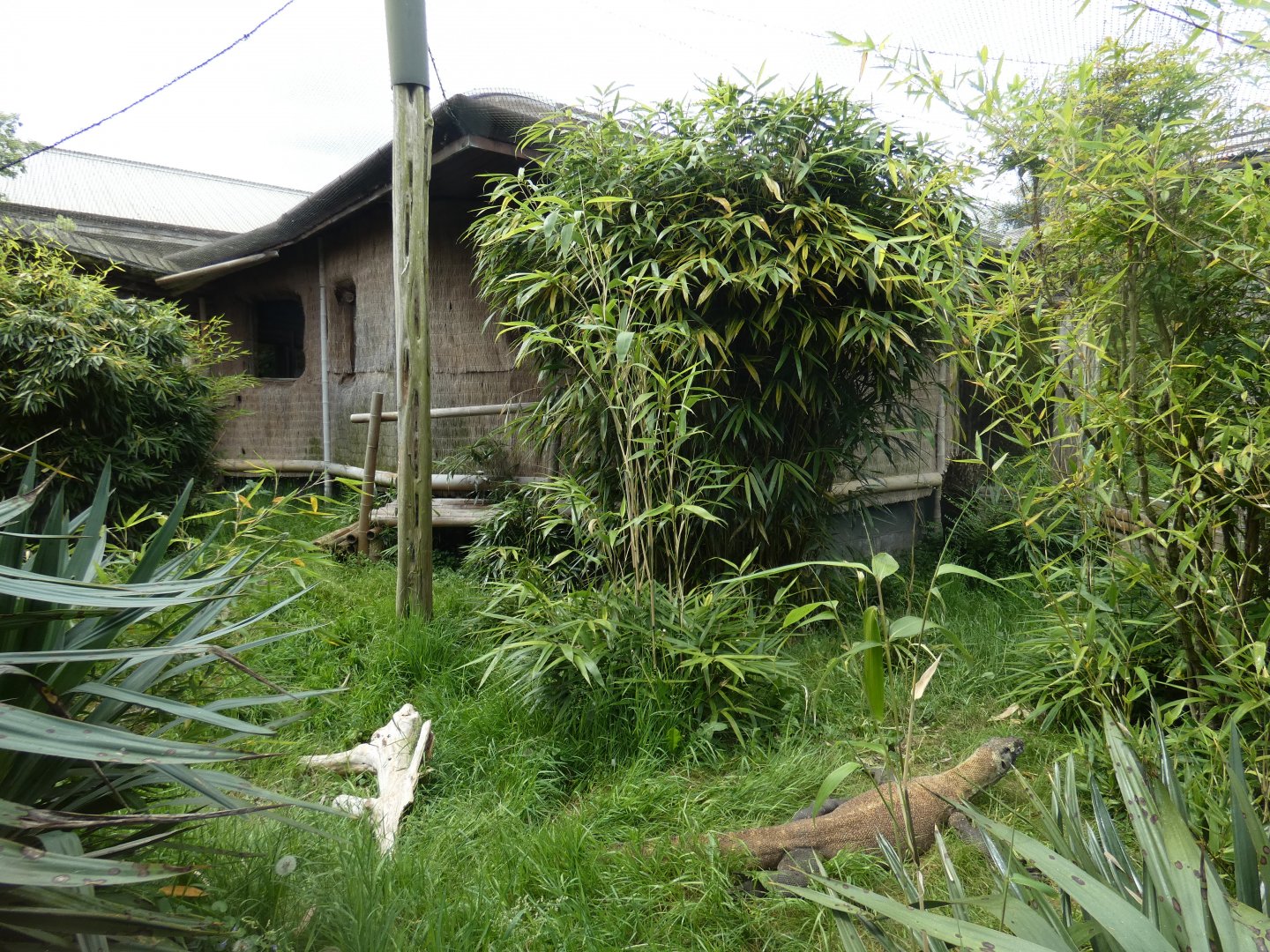 Outdoor Komodo dragon enclosure