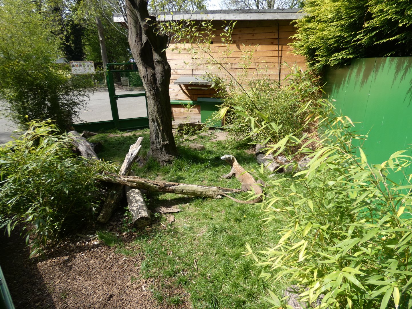 Outdoor Komodo dragon enclosure