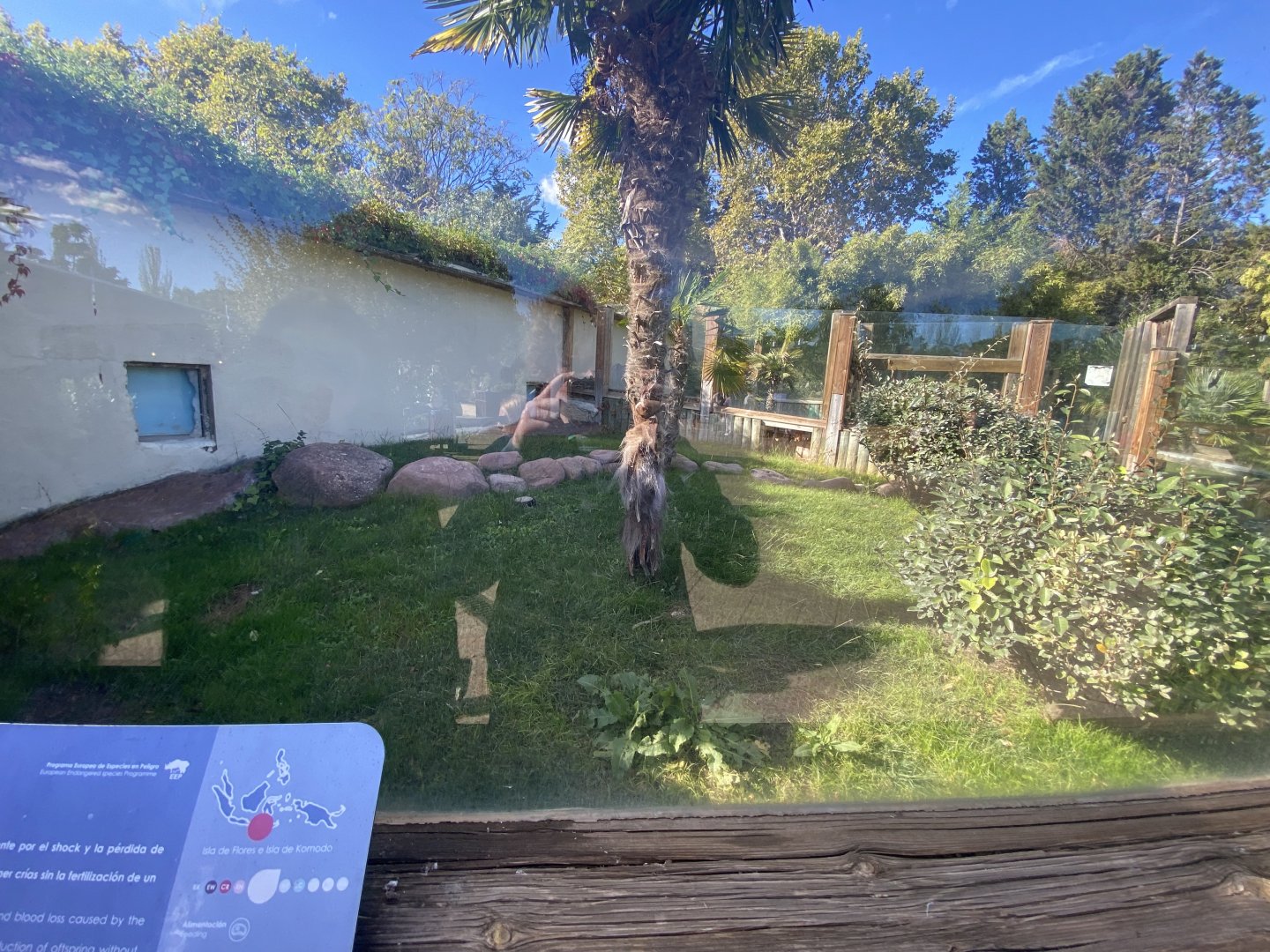 Outdoor Komodo dragon enclosure