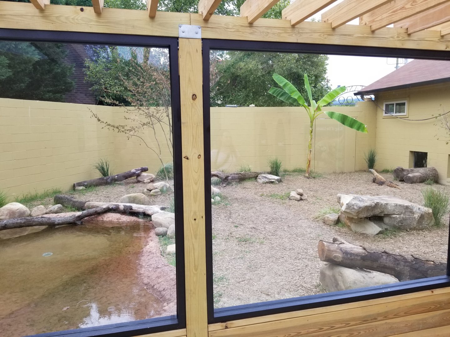 Outdoor Komodo Dragon Exhibit