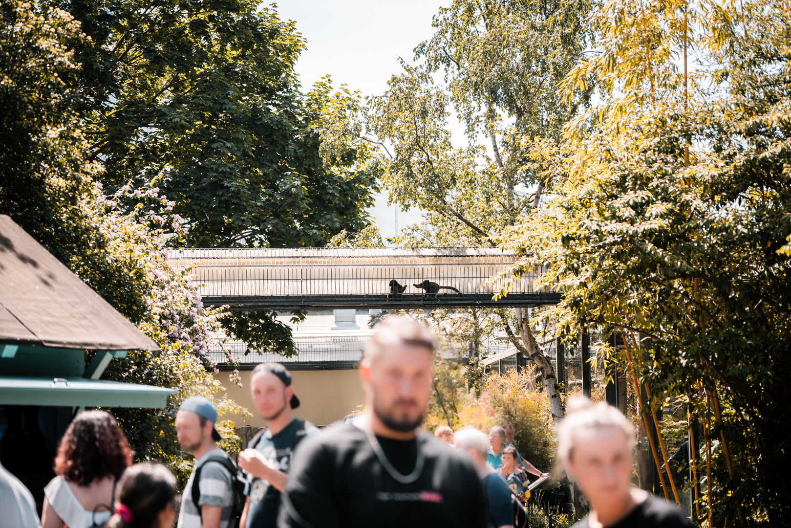 Outdoor lemur bridges (bamboo lemur)