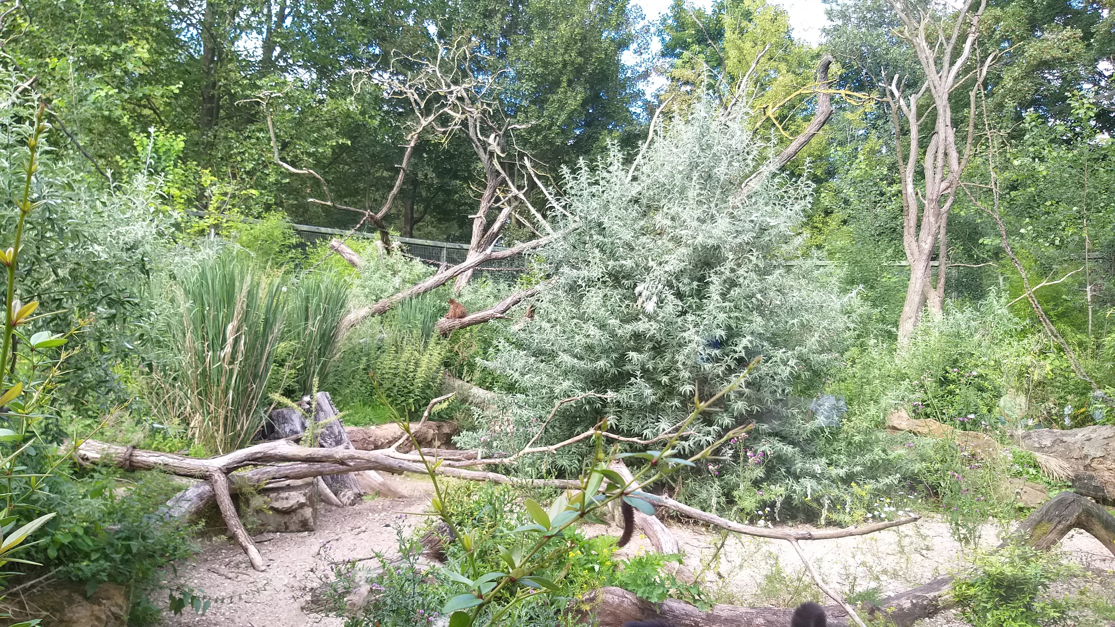 Outdoor lemur exhibit