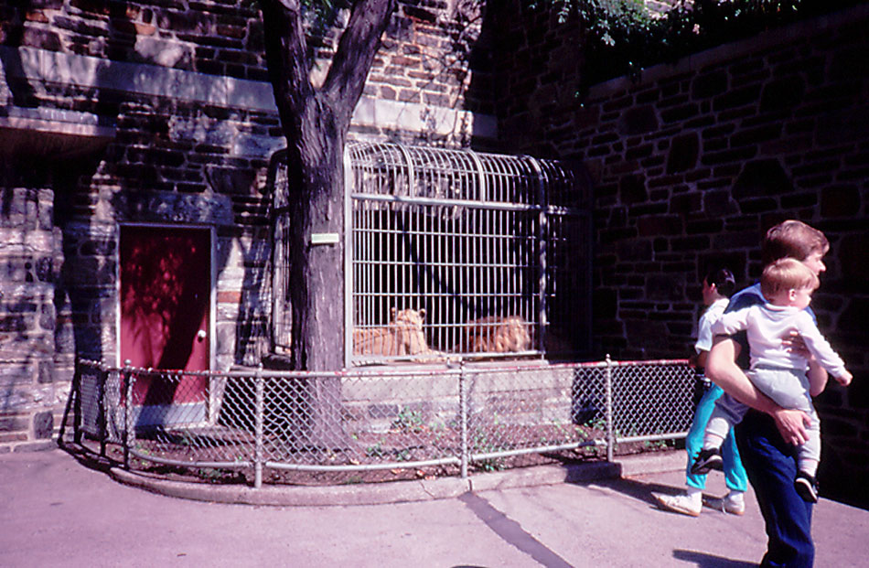 Outdoor lion cage - 1987
