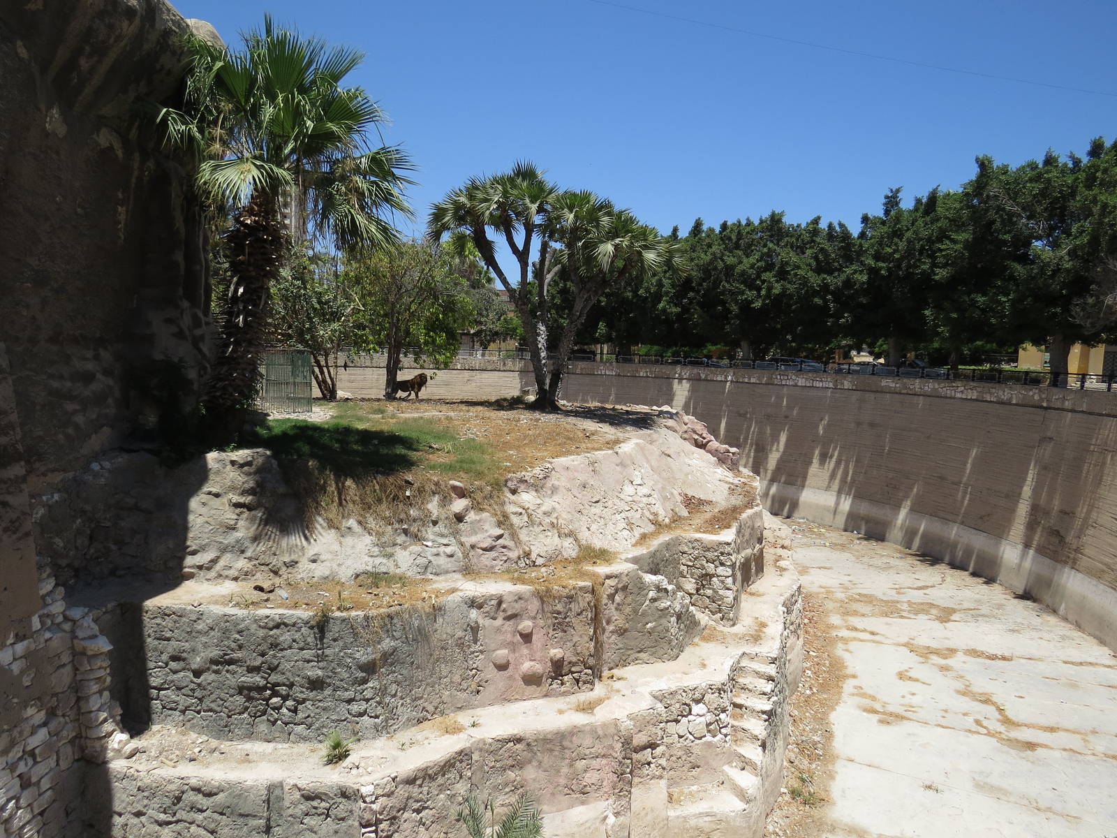 Outdoor lion enclosure, July 2014.