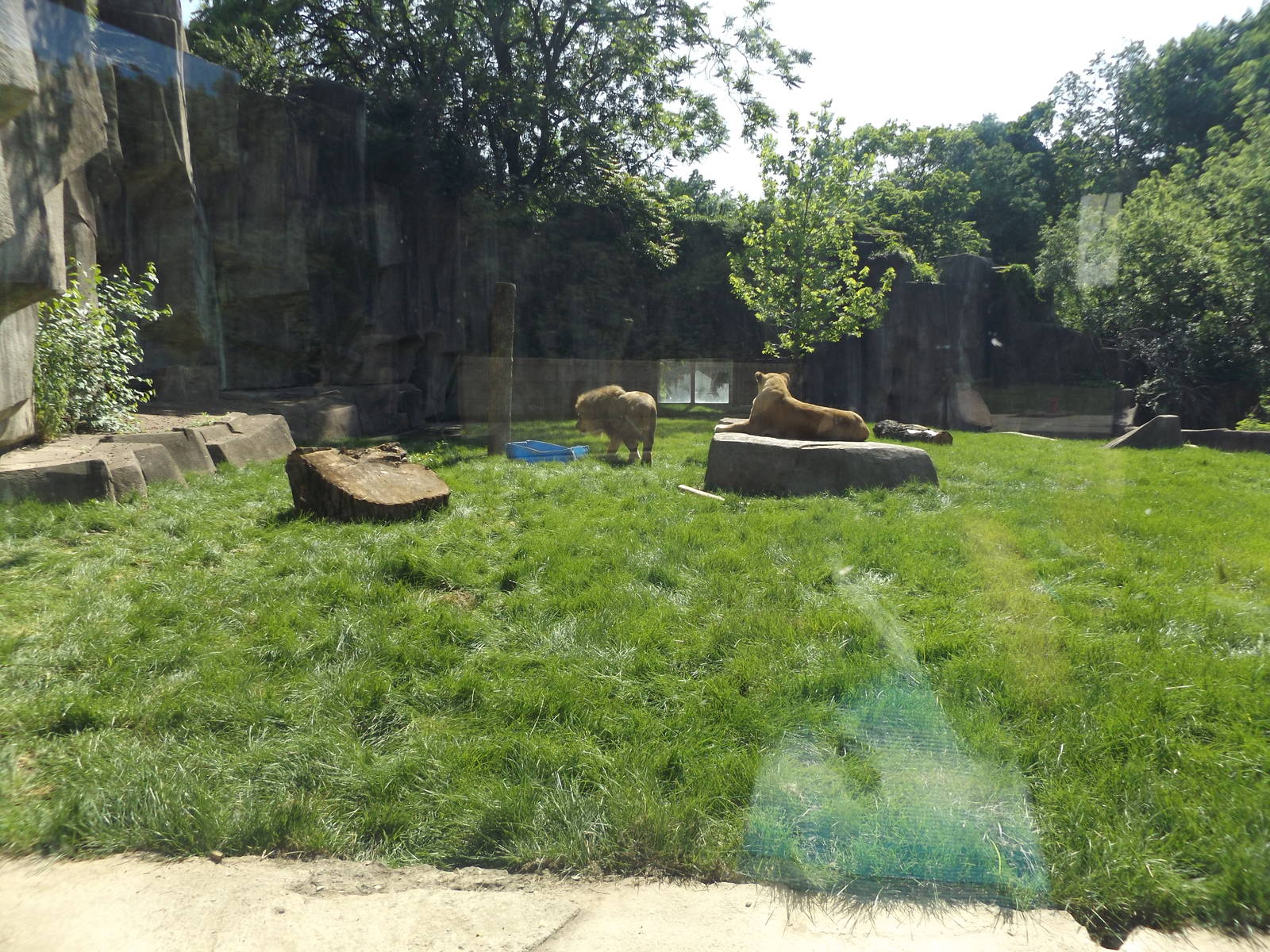 Outdoor Lion Exhibit Slightly Renovated