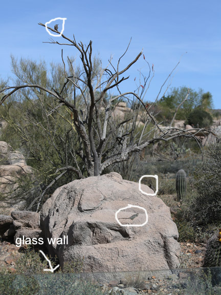 outdoor lizard exhibit