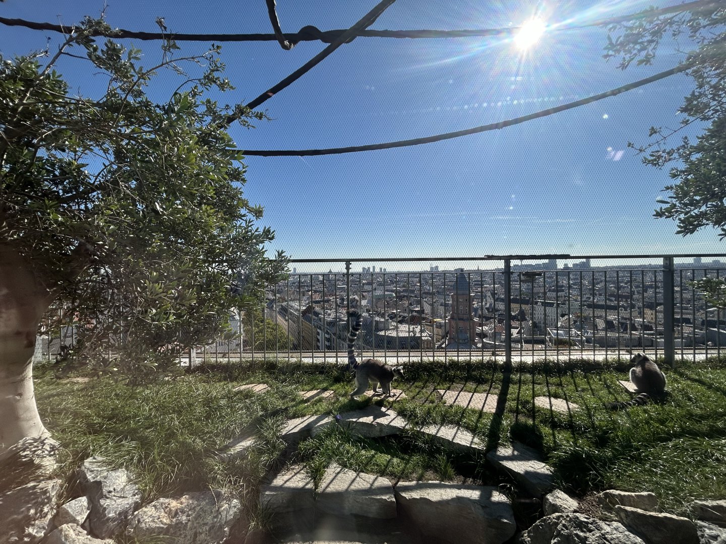 Outdoor Madagascar Exhibit (3 Species)