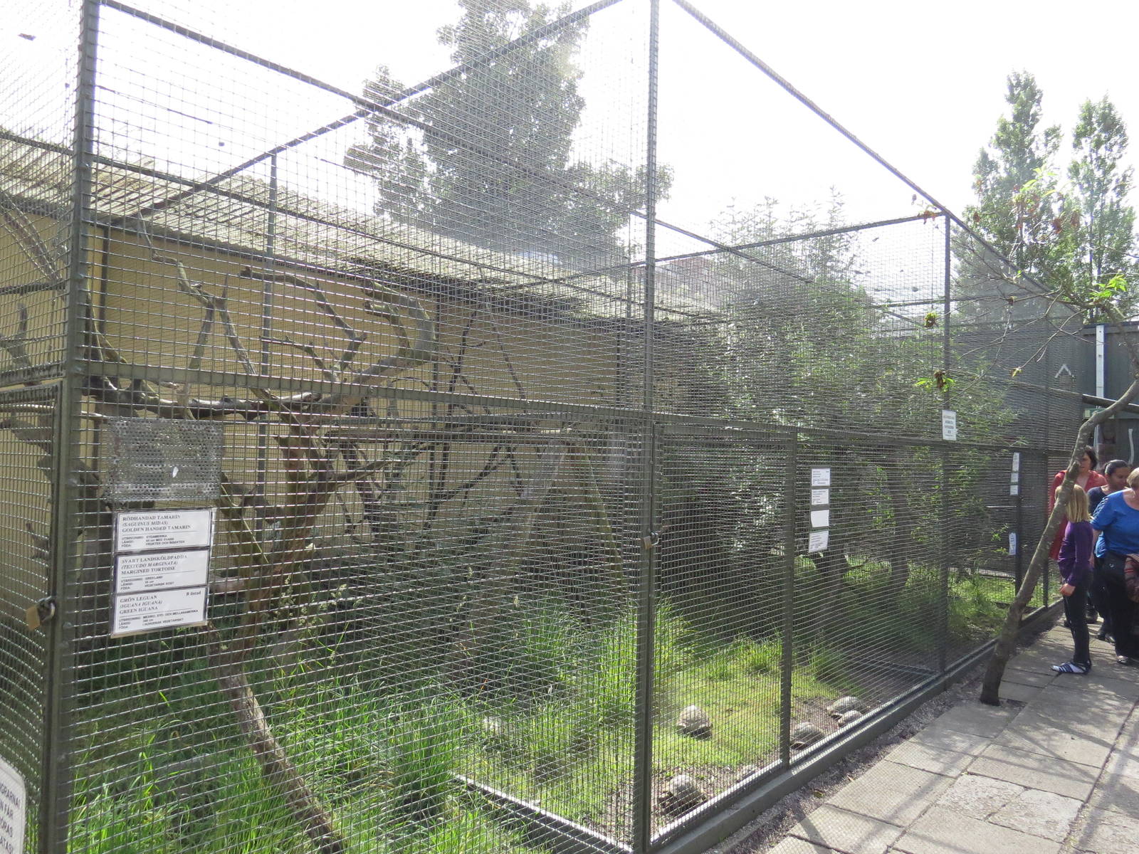 Outdoor marmoset enclosures, June 2015